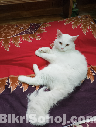 Traditional Pure Persian Male Cat.